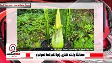 صورة اسمها الجثة ورائحتها كالفئران.. زهرة تكسر قاعدة العطر الفواح