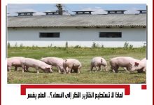 صورة لماذا لا تستطيع الخنازير النظر إلى السماء؟.. العلم يفسر